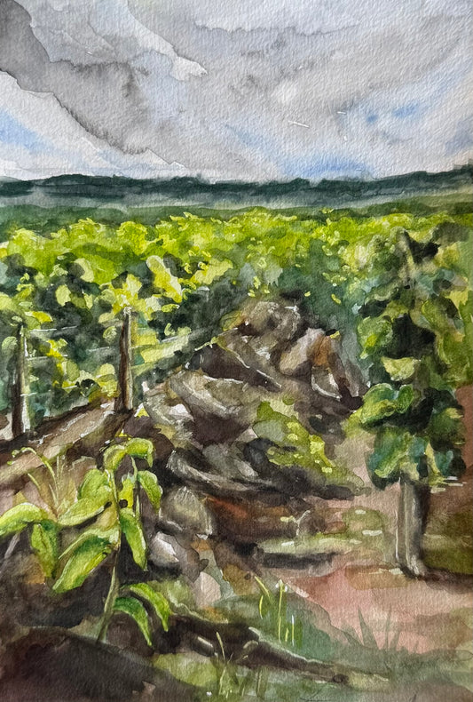 Vignes de Bourgogne