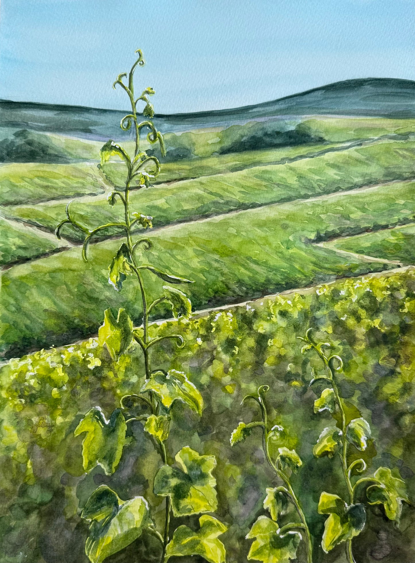 Les Vignes au Printemps