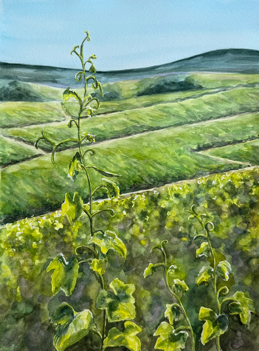 Les Vignes au Printemps