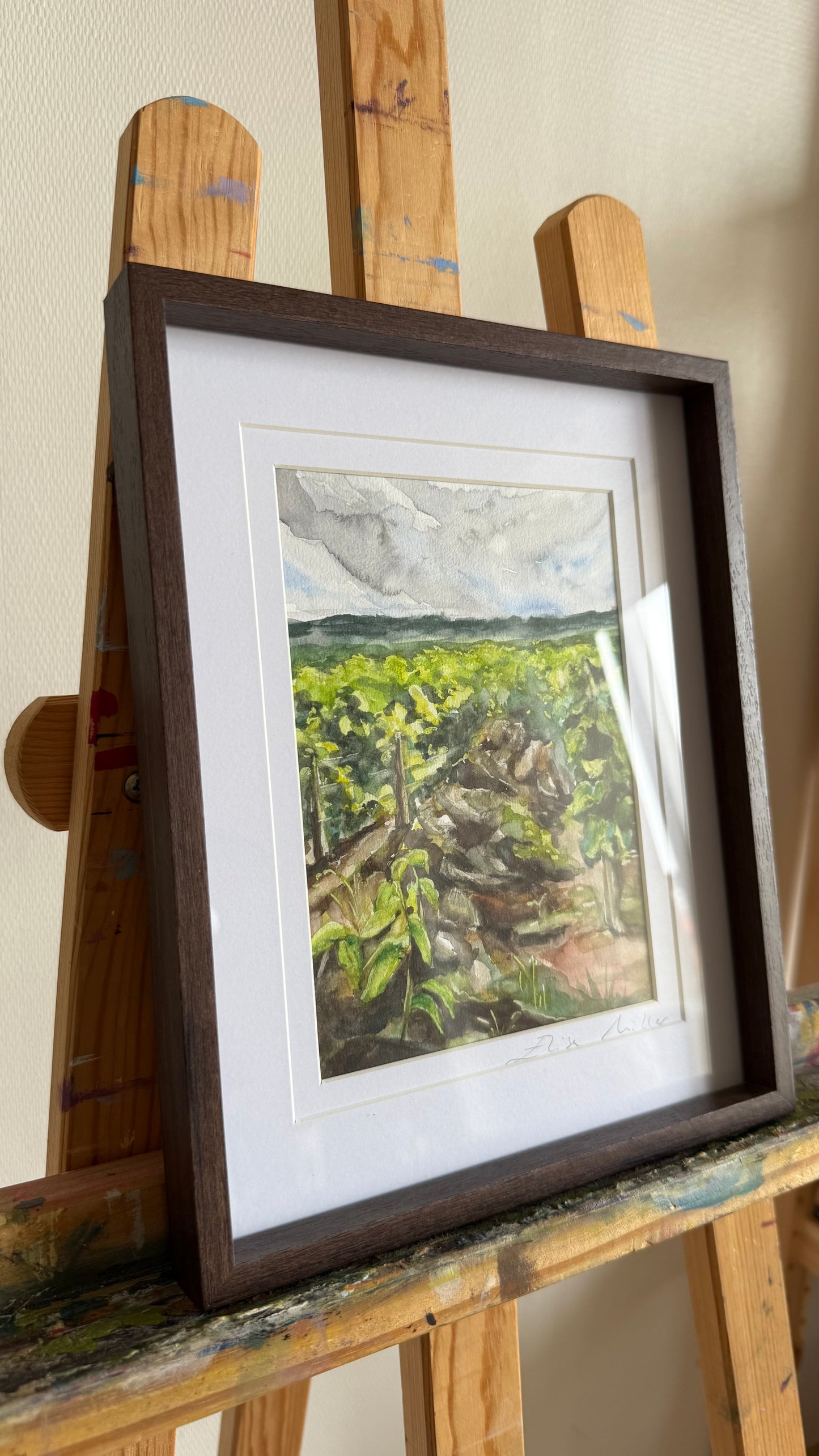 Vignes de Bourgogne