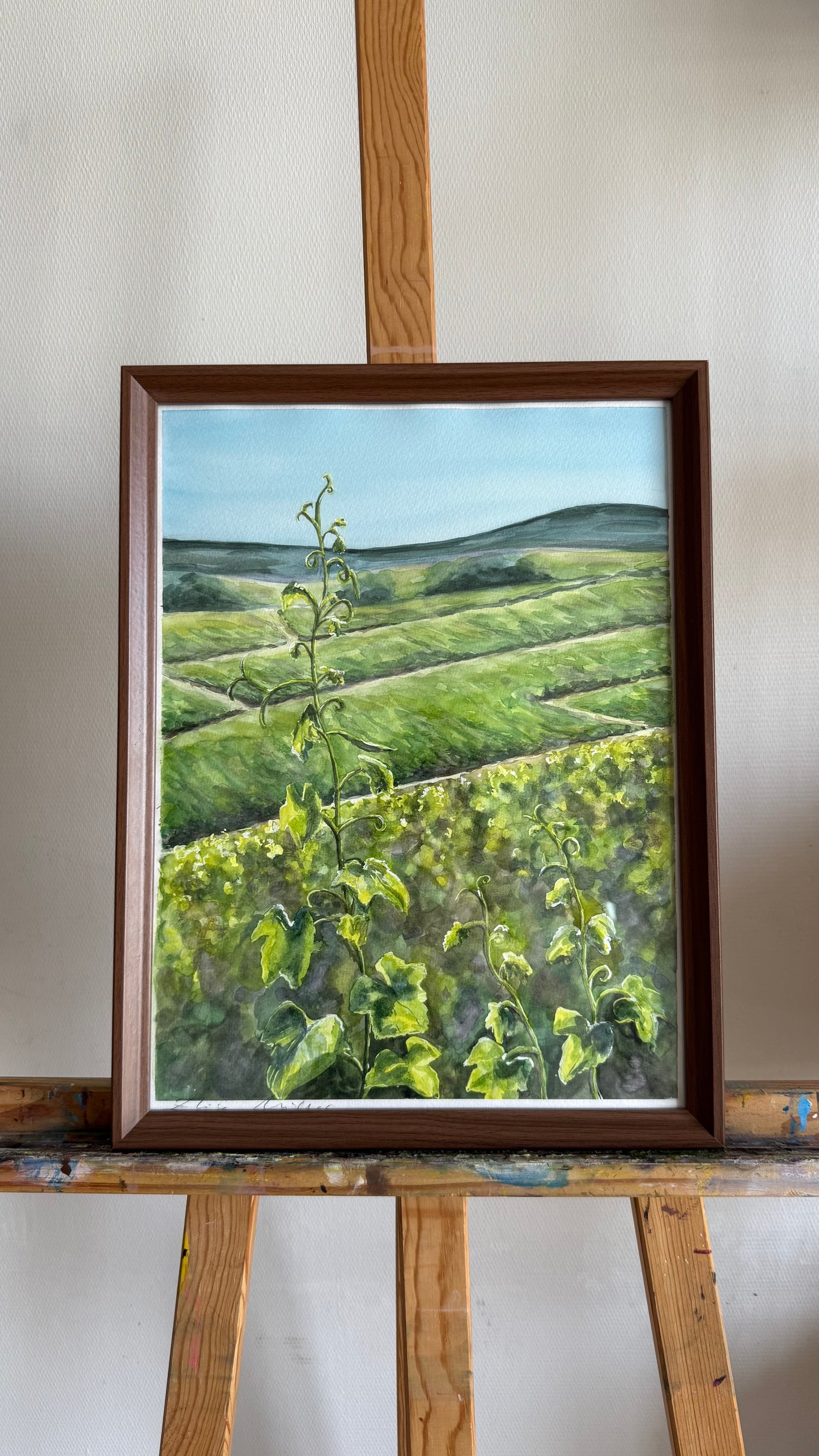 Les Vignes au Printemps