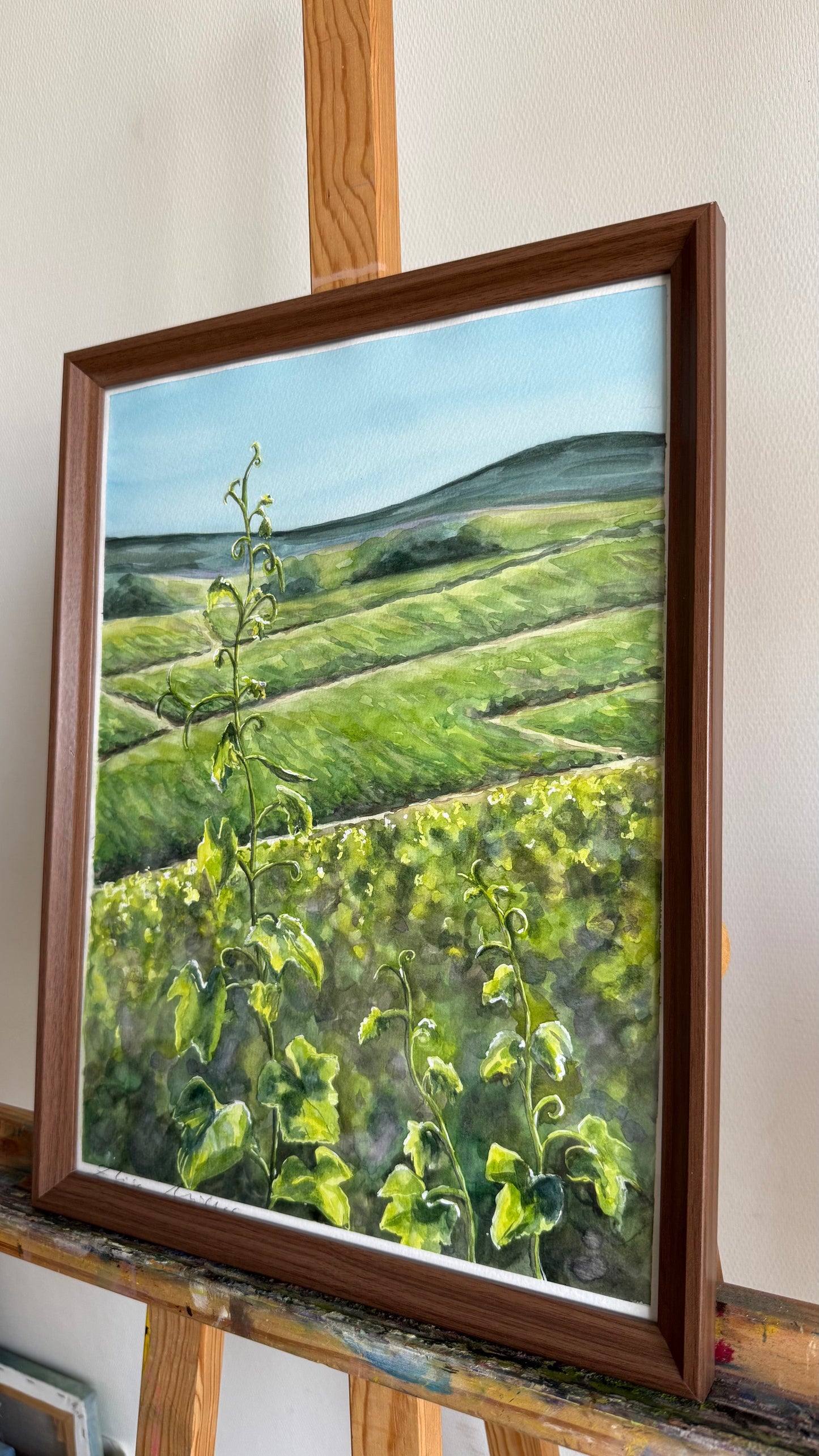 Les Vignes au Printemps
