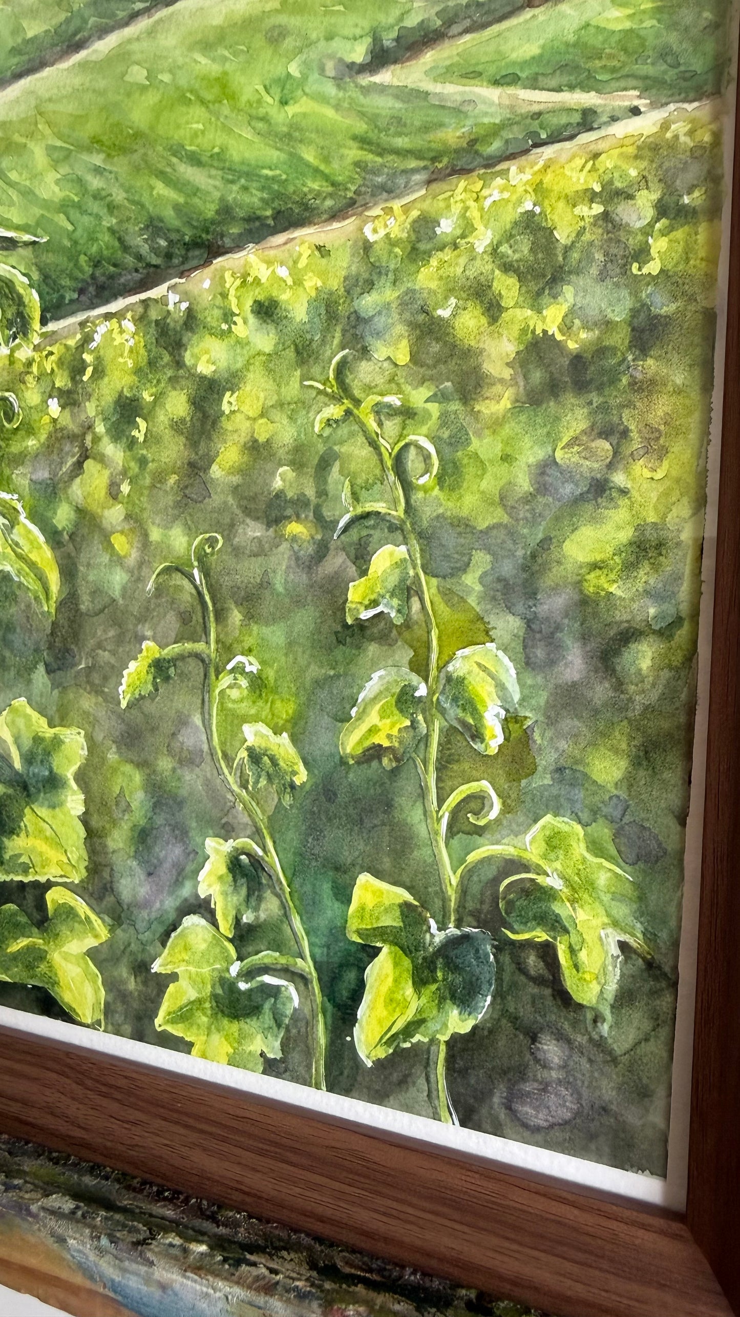 Les Vignes au Printemps